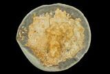 Fossil Crab (Trichopeltarion) Nodule (Pos/Neg) - New Zealand #129395-3